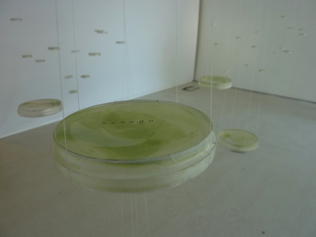 Rites of Silence — Text close-up on petri-dish installation
